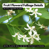 Birth Star : Vishaka|Visakham (Plant: Danthapala-Feronia Elephantum|Feronia Limonia|Mesua Ferrea|Limonia Acidissima) (H&G)